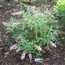 Pink Cascade Butterfly Bush
